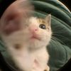 7_umeow