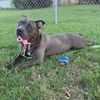 zuko.the.pitty