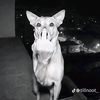 crazyray152