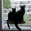 mr.mrs.catnip