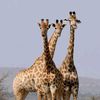 animal.storys2