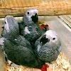 parrotandbirdkenn