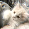 welleru_34590