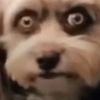 dogsaremissing.ug