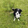 the.shadow.dog