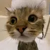 _suuctee_
