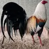 rollymarco379