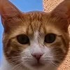 alessiosorgi2