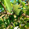 Nature's Herbal practitioner