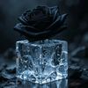 dark.rose696