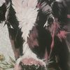 oliverboots7