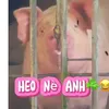 ti.sinh833