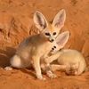 Dj Zayer The Fennec