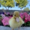 canetonchlef_canard