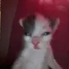 pinkkitten59