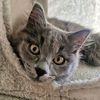Suki