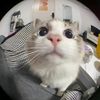 cat.club08