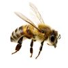 .thefamousbee