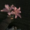 blossom.real