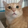 tigerdorangecat