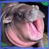 pet_tracker34