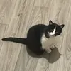 noodlynuts