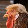 trumpsapeeeedo
