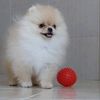 pomeranian_pups_for_adop
