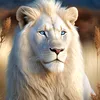 haider.alassad
