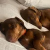 lifeofmontyandwinnie