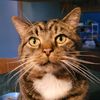 horoldtcat