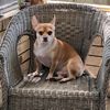 chihuahua.osito