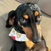 Djoplin dachshund Indaial