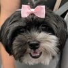 lulu.bear.the.havanese