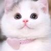 eddy.iswanto2