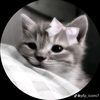 smileytol_1