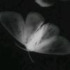 xzynn5567