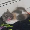 ratnaaadewii8