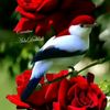 md.jamat.ali674