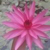 tharushi.shalika