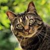 kitty meme