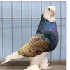 pigeonlover863