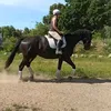pferdephysio_mit_herz