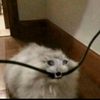 golden.cheese_cooki