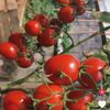 tomato0_13