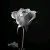 hubb_alhabib