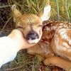 the_fawn8642
