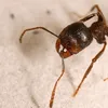 the.ants.empire