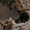 aisha.ahmed419