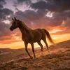 rooh_yarm7